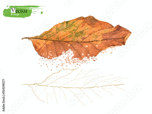 Close-up skeleton dry leaf vein, grunge vector Autumn leaf, rotting dry leaves, Realistic autumn foliage. Pattern with autumn leaves. Fall age leaves, yellow red isolated leaf dried brown foliage