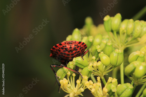 Halyomorpha Halys insect macro photo photo