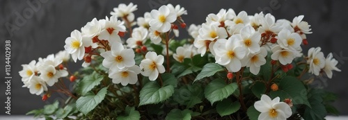 Evergreen Begonia plant with trailing stems and small white flowers, begonia semperflorens, indoor plants