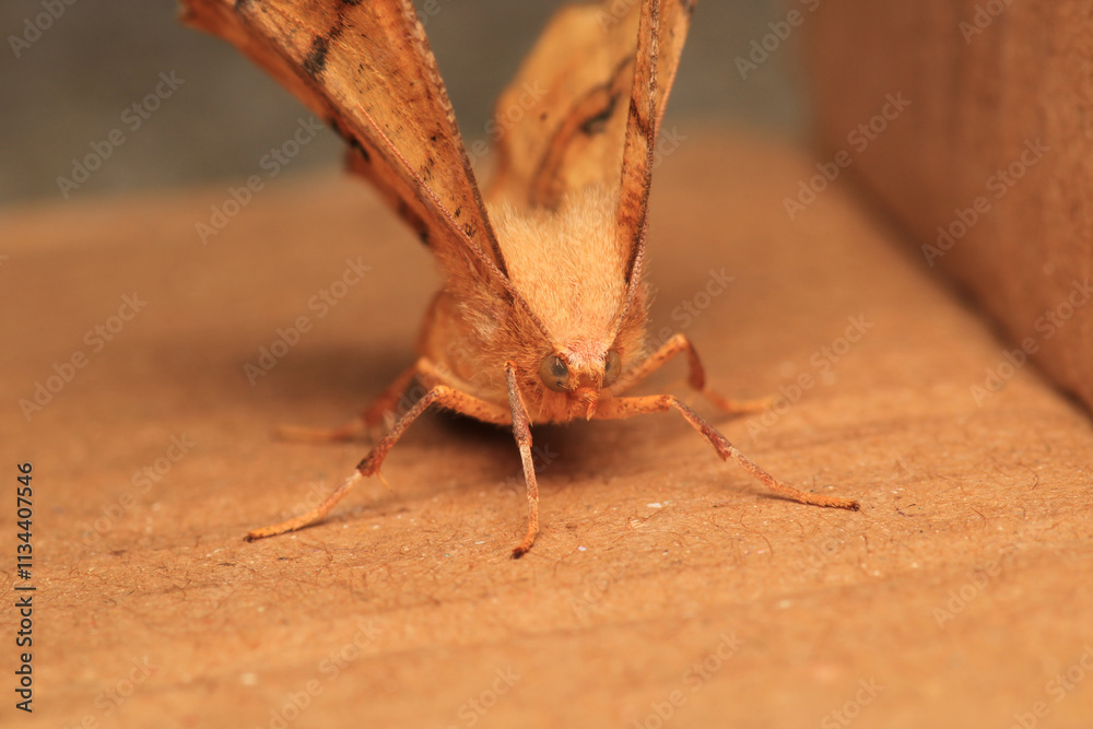 Obraz premium cyclophora moth insect macro photo 