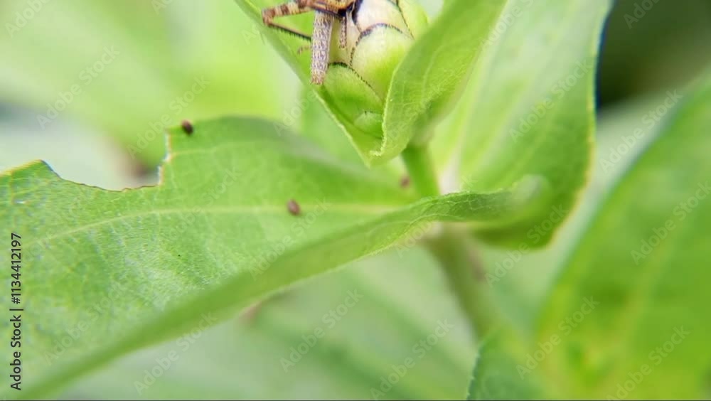 Close up of Grasshopper eating flower Close up of Grasshopper eating flower