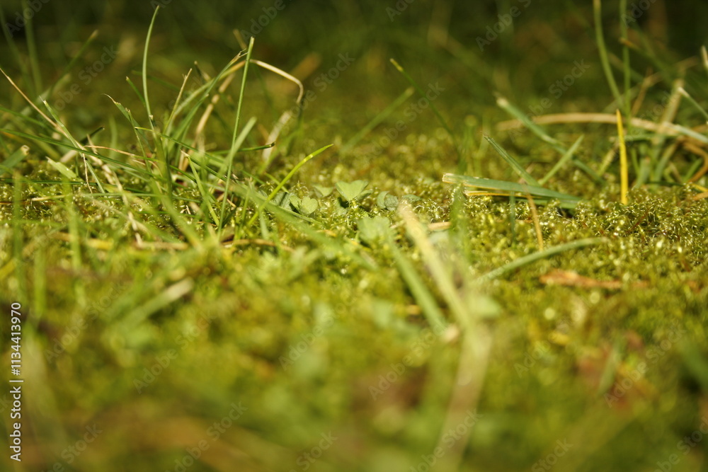 grass in the grass grass in the grass
