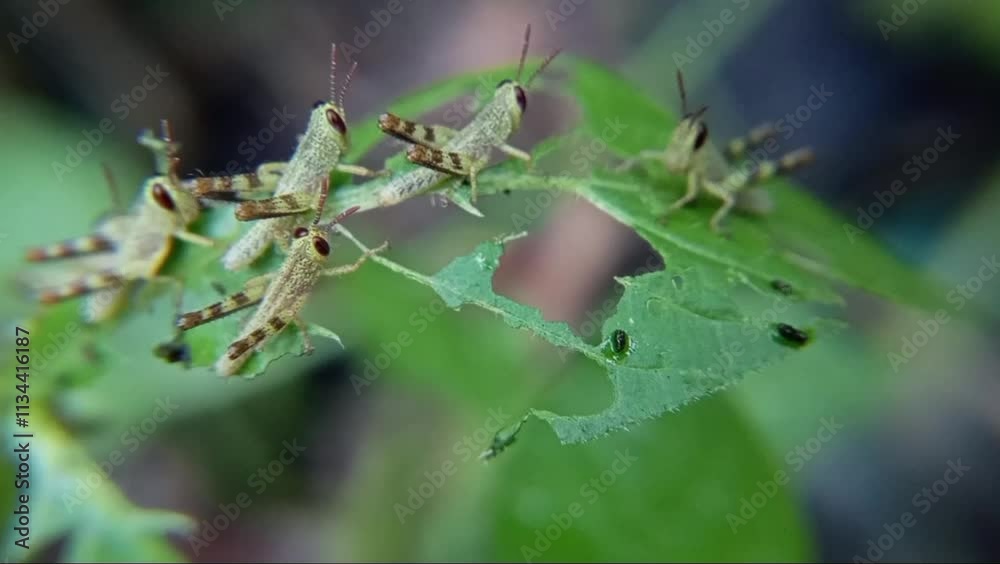 Close up of grasshopper eating green leaf Close up of grasshopper eating green leaf