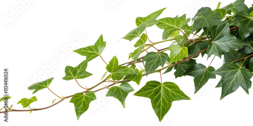 Ivy Branch with Fresh Green Leaves, Transparent Background. Perfect for: Botanical events, wall décor, eco-friendly designs