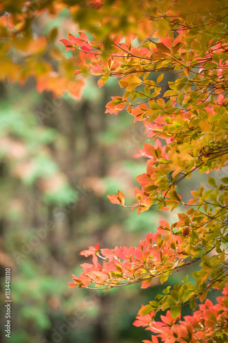 山の中の紅葉したドウダンツツジ