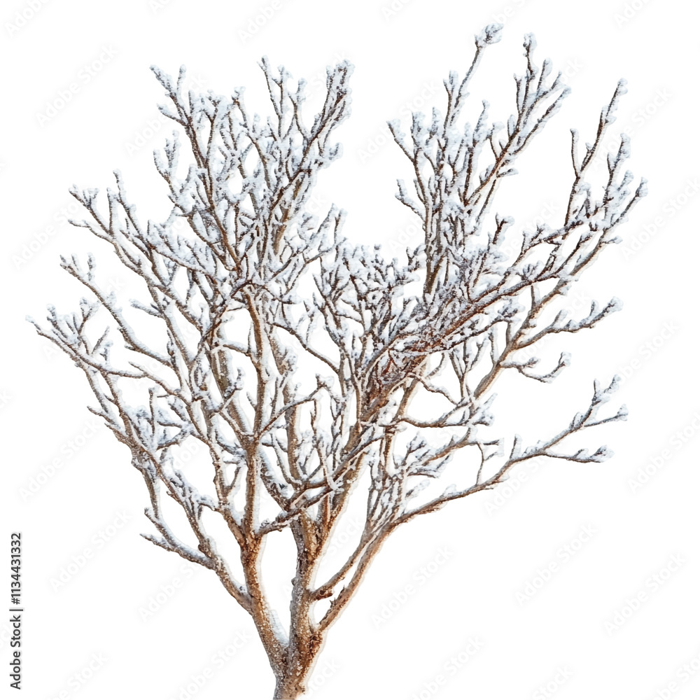 Amazing Frost covered tree branches Isolated On Transparent Background
Amazing Frost covered tree branches Isolated On Transparent Background
