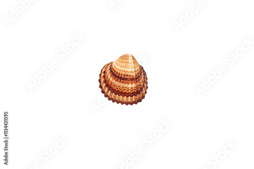 Sea shell isolated on white background photo