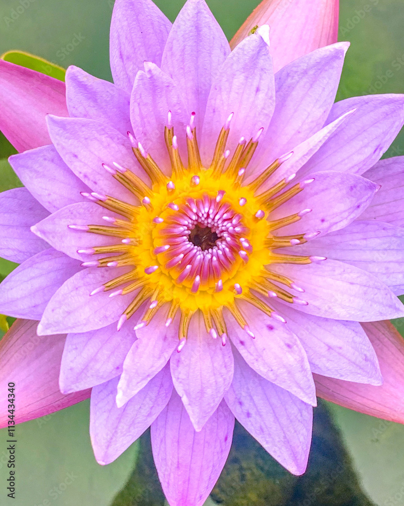 Φωτογραφία Bright pink lotus flower and green leaves on water pond in outdoor park