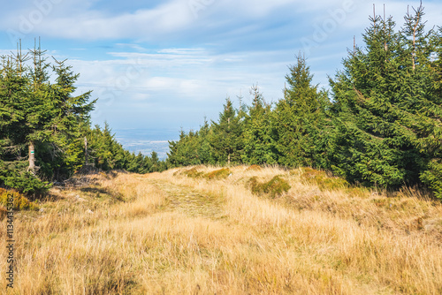 Obraz na płótnie Karkonosze Mountains, Western Sudetes, gravel path on the hiking trail leading to the top of Smrk Mountain. Mountain landscape on a sunny day. w salonie