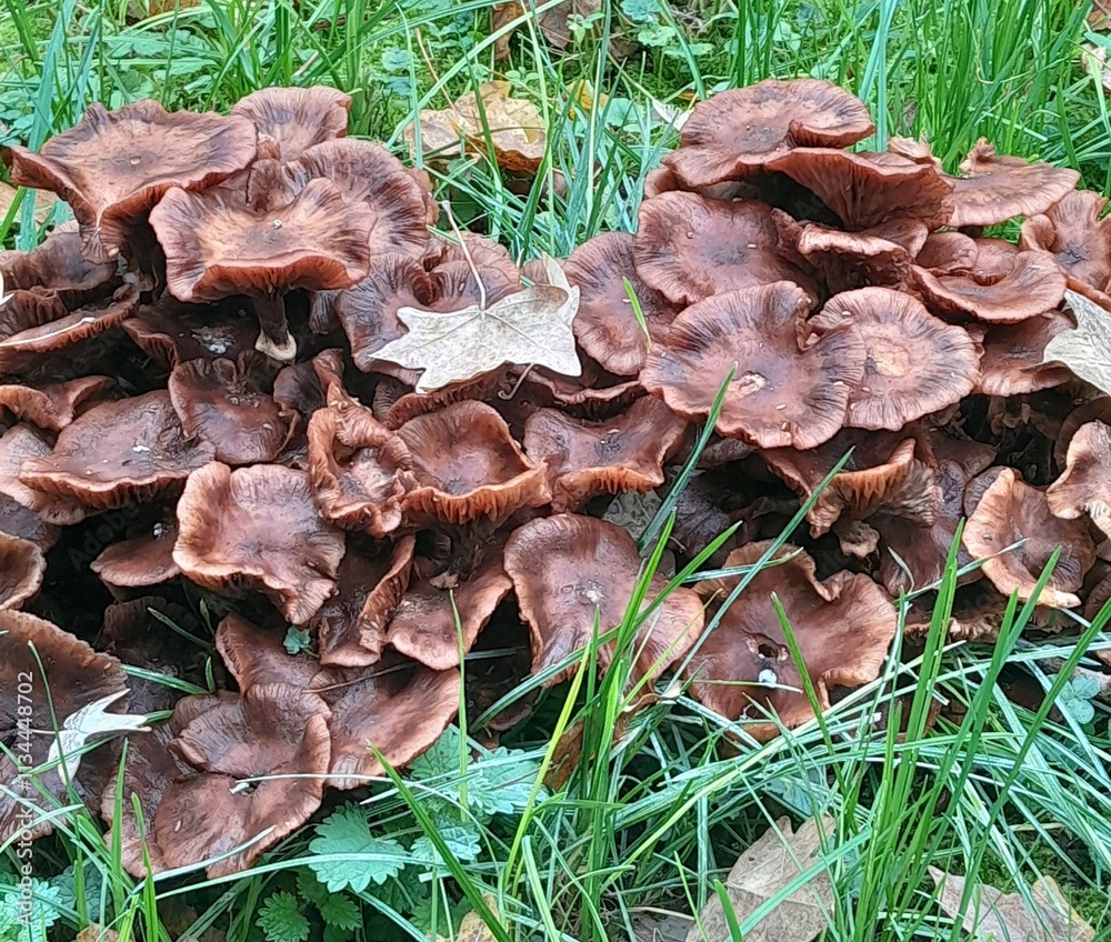 mushrooms in the forest mushrooms in the forest