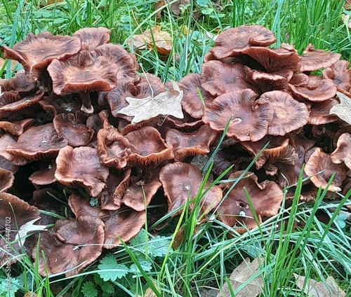 mushrooms in the forest