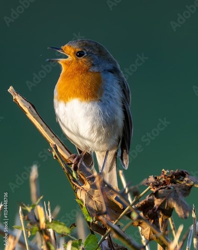robin on a branch