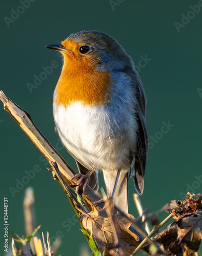 robin perched on a branch