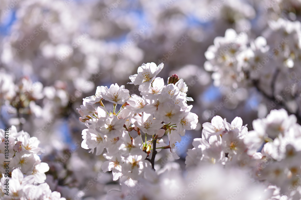 Cherry blossoms shining in the backlight, close-up spring, Tokyo, Japan / 逆光に輝く桜 クローズアップ 春 東京 日本 Cherry blossoms shining in the backlight, close-up spring, Tokyo, Japan / 逆光に輝く桜 クローズアップ 春 東京 日本