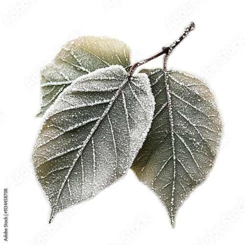 Beautiful Frozen leaves Isolated On Transparent Background 
