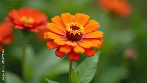 beautiful orange zinnias bloom gardens everywhere stock video