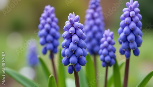 blue grape hyacinth blooms spring gardens delicate purple