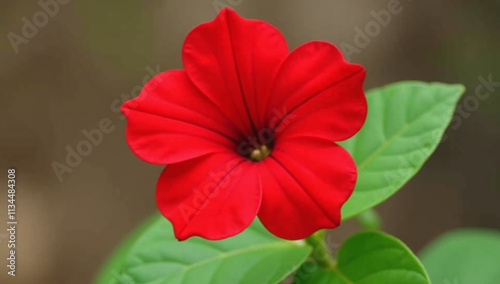 nicotiana alata red flowering persian tobacco plant commonly grown