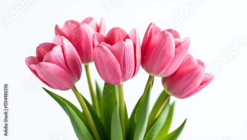 pink tulips bouquet features large pink flowers centered clean white background negative