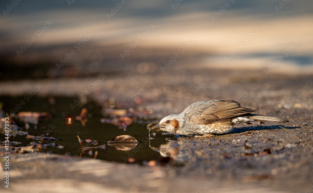 The Brown-eared Nightingale, Hypsipetes amaurotis or Microscelis amaurotis, is a medium-sized nightingale found from the Russian Far East, northeastern China, the Korean Peninsula and Japan.