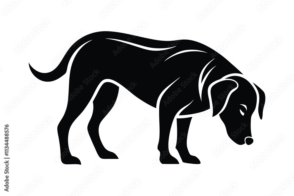 Obraz premium silhouette of a Labrador Retriever sniffing the ground attentively.