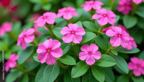 vibrant green leaves surround wide banner garden phlox textured garden