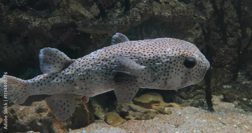 Spot-fin porcupinefish (Diodon hystrix), also known as the spotted porcupinefish Spot-fin porcupinefish (Diodon hystrix), also known as the spotted porcupinefish
