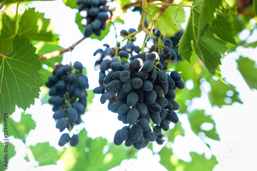 Large bunches of grapes in the vineyard. Caring for grape bushes. Pinching and pruning grapes. photo