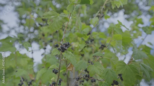 Wind shakes branches of black currant bush growing in garden. Ripe berries of currant crop on green branches of plant. Organic dessert sweet berries