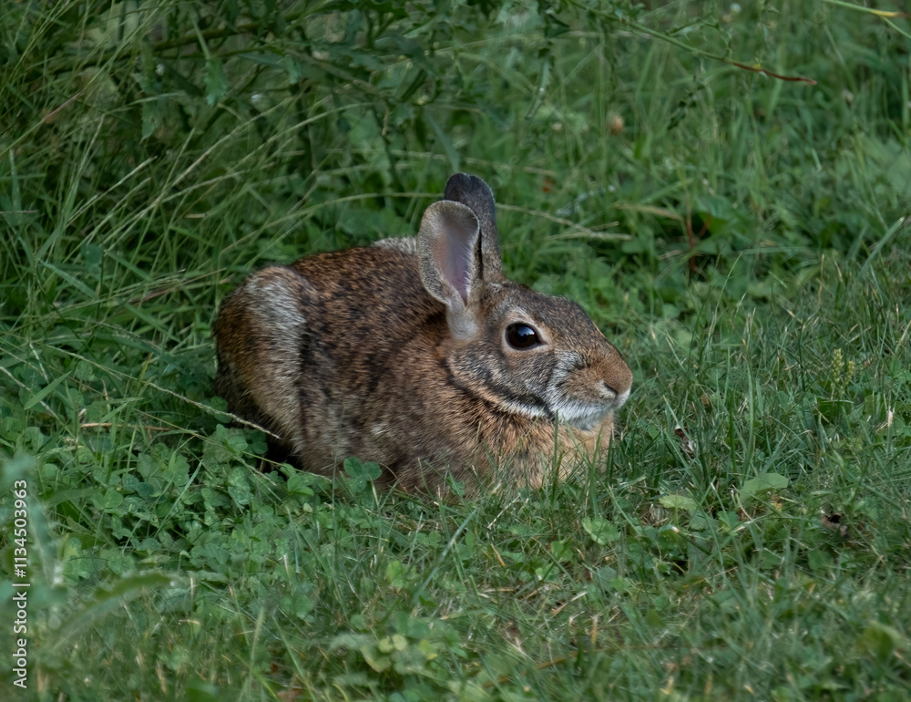 Fototapeta premium Hare (Lepus americanus) hiding in the grass.