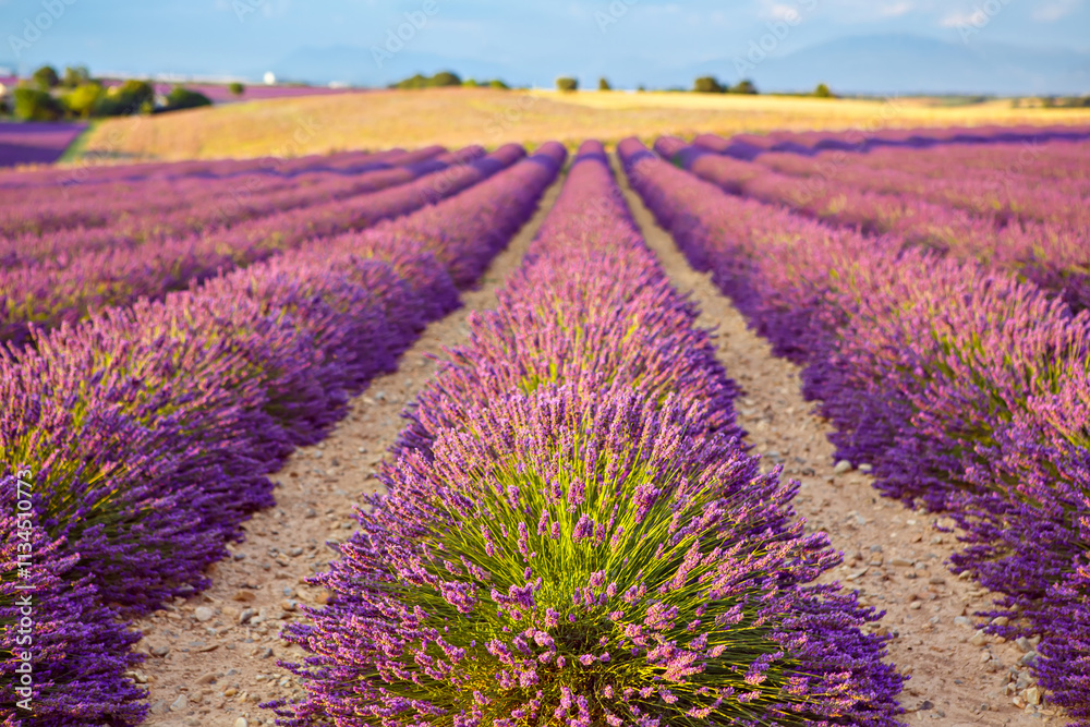 Obraz premium Beautiful blooming purple lavender fields near Valensole in Provence, France. Typical traditonal provencal landscape on sunset with blossoming flowers. Warm light