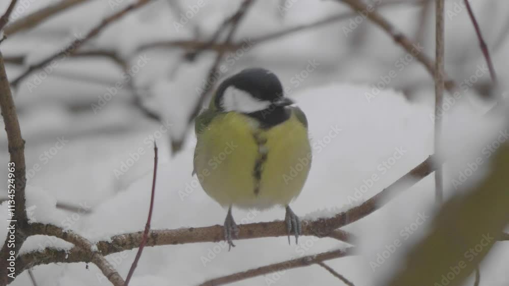 Birds near Moscow, yellow oatmeal on a tree branch. Birds near Moscow, yellow oatmeal on a tree branch.