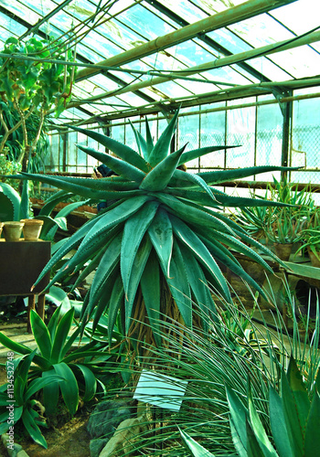 A giant Aloe Ferox plant tree growing in botanical garden photo