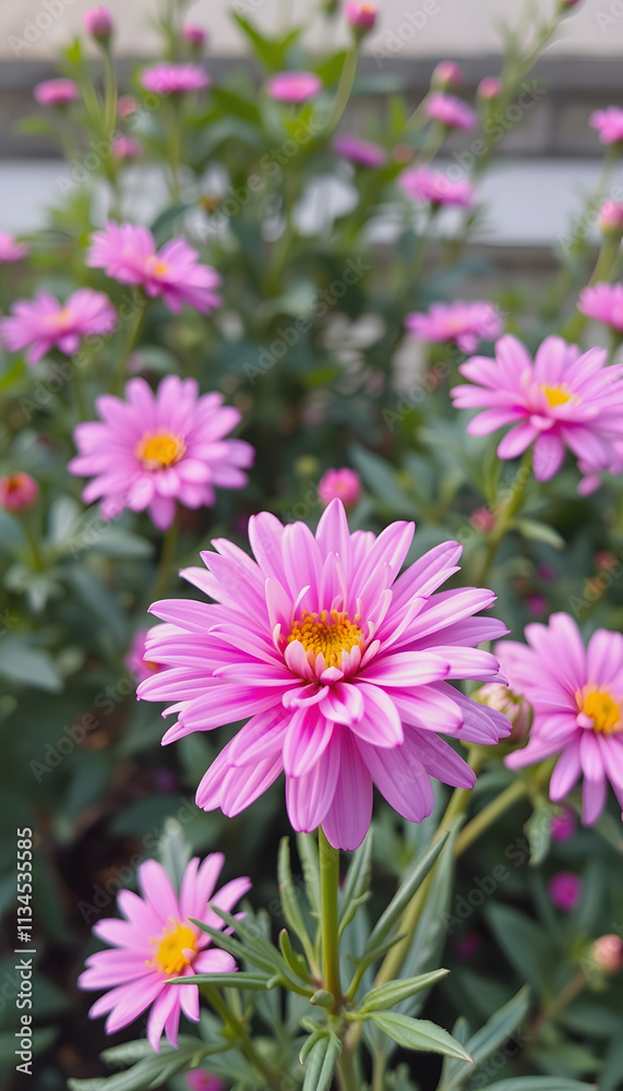 Bright plant flower blossom blooming chrysanthemum floral background nature beauty pink, dramatic, with white tones