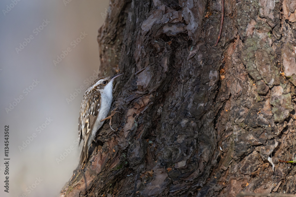 Eurasian treecreeper (Certhia familiaris) examines a tree trunk for hidden insects in a serene forest setting