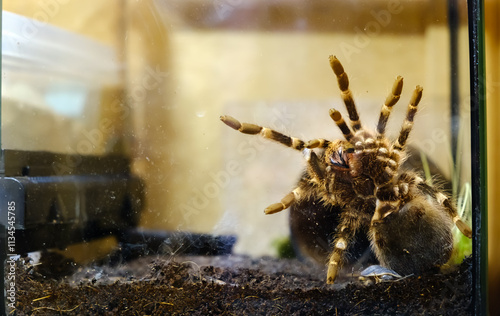 Big spider in a terrarium close-up. Acanthoscurria geniculata. Phobia concept. Toxic poison. Brazilian large size tropical animals. Blaptica dubia. High quality photo