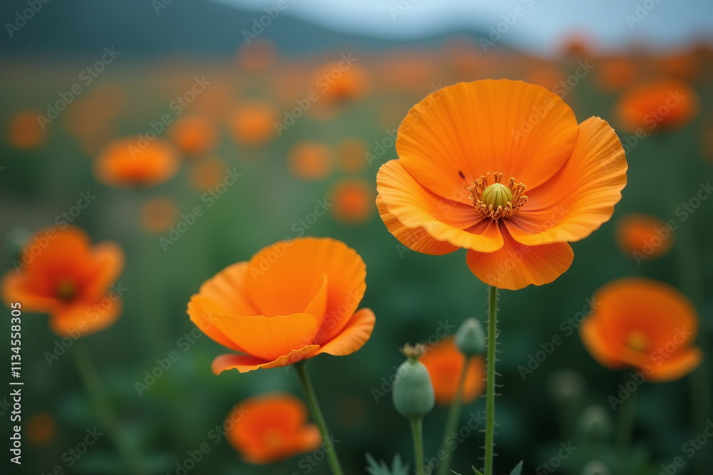 Fototapeta premium eschscholzia californica produces vibrant orange poppies moody floral landscape