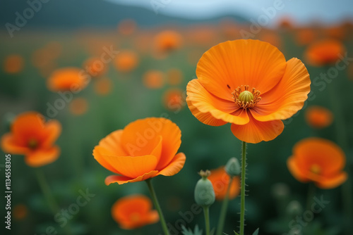 eschscholzia californica produces vibrant orange poppies moody floral landscape photo