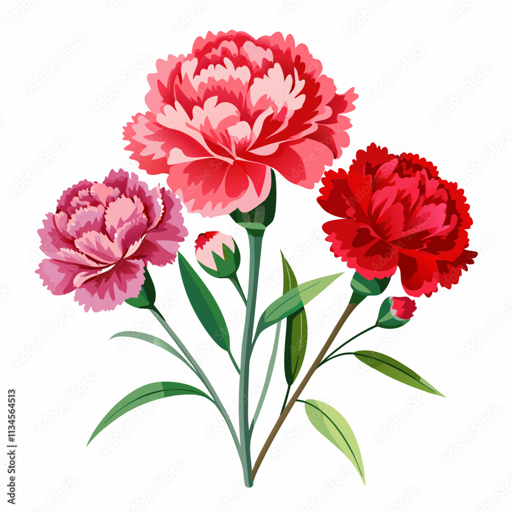 realistic carnation flowers,background white realistic carnation flowers,background white