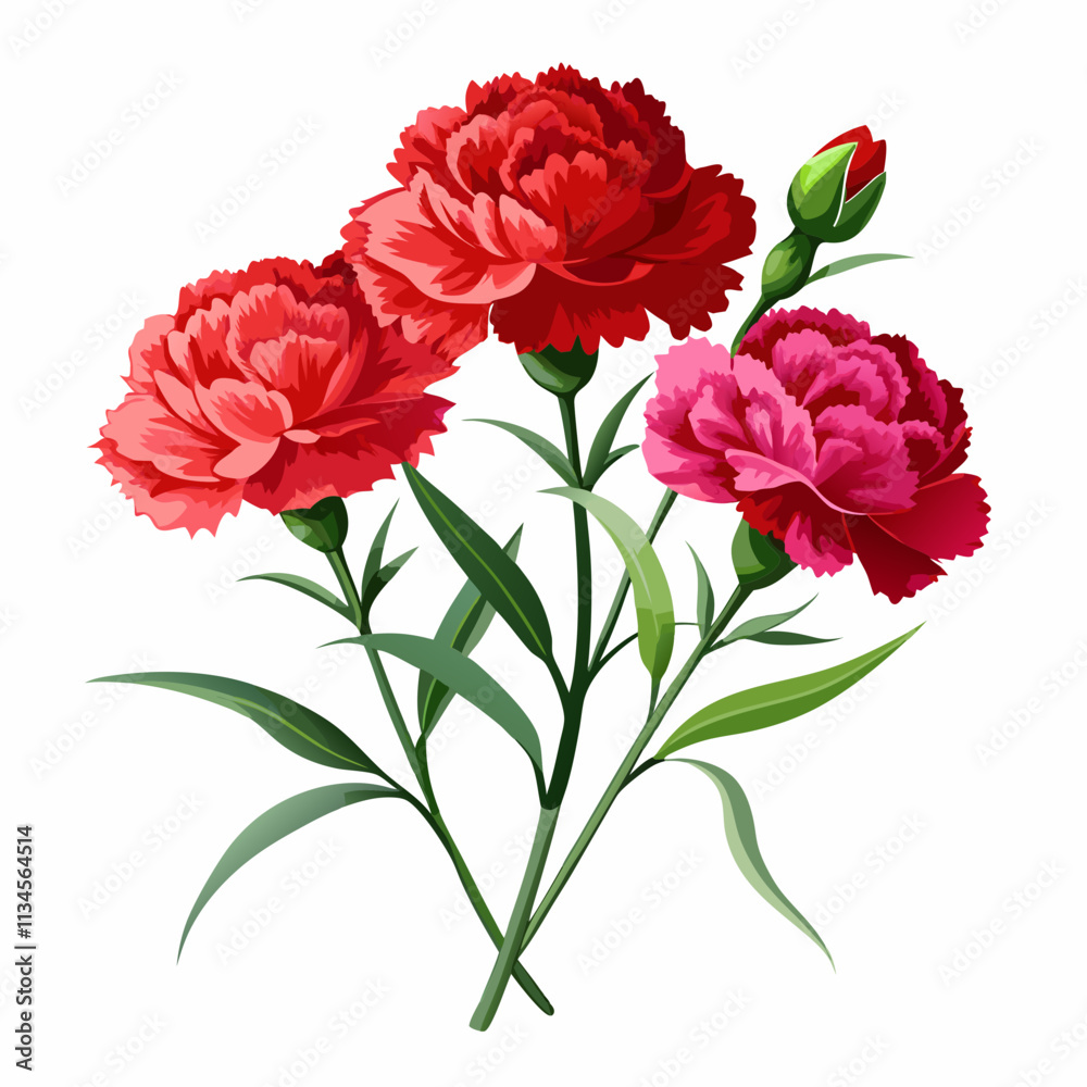 realistic carnation flowers,background white realistic carnation flowers,background white