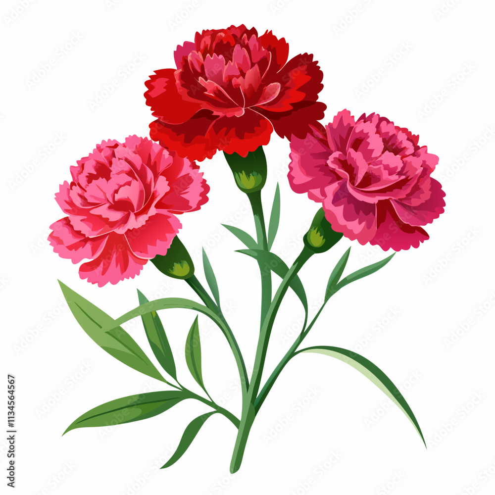 realistic carnation flowers,background white realistic carnation flowers,background white