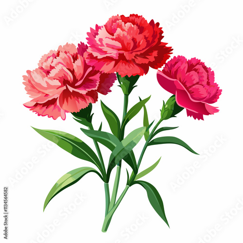 realistic carnation flowers,background white