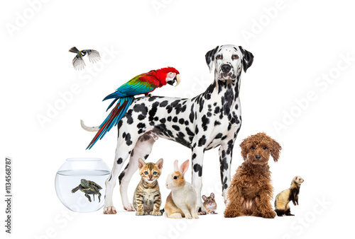 Group of pets posing around a dog standing with a macaw on its back is surrounded by other common house pets,  cat, ferret, rabbit, bird, fish, rodent photo