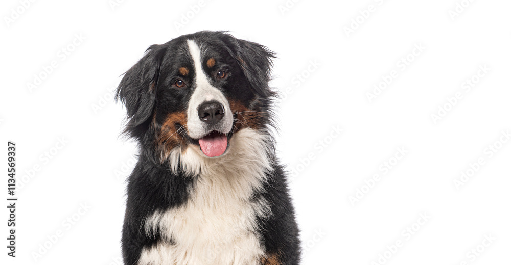 Head shot of Happy Bernese mountain dog sitting on a white background and looking at the camera with its tongue out Head shot of Happy Bernese mountain dog sitting on a white background and looking at the camera with its tongue out