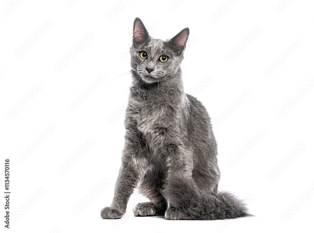 Obraz premium Grey Nebelung cat with yellow eyes sitting on a white background