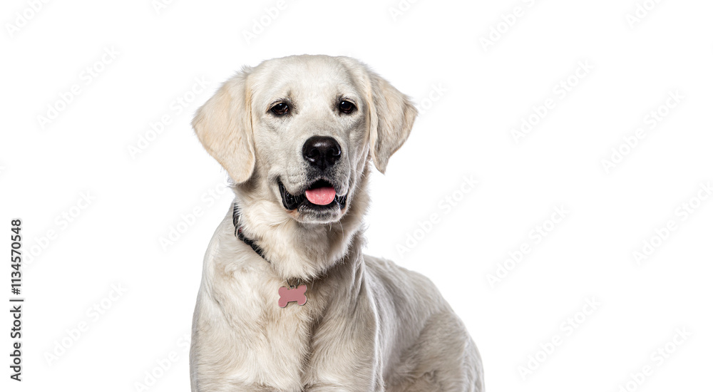 Golden retriever panting and looking happy on a white background Golden retriever panting and looking happy on a white background