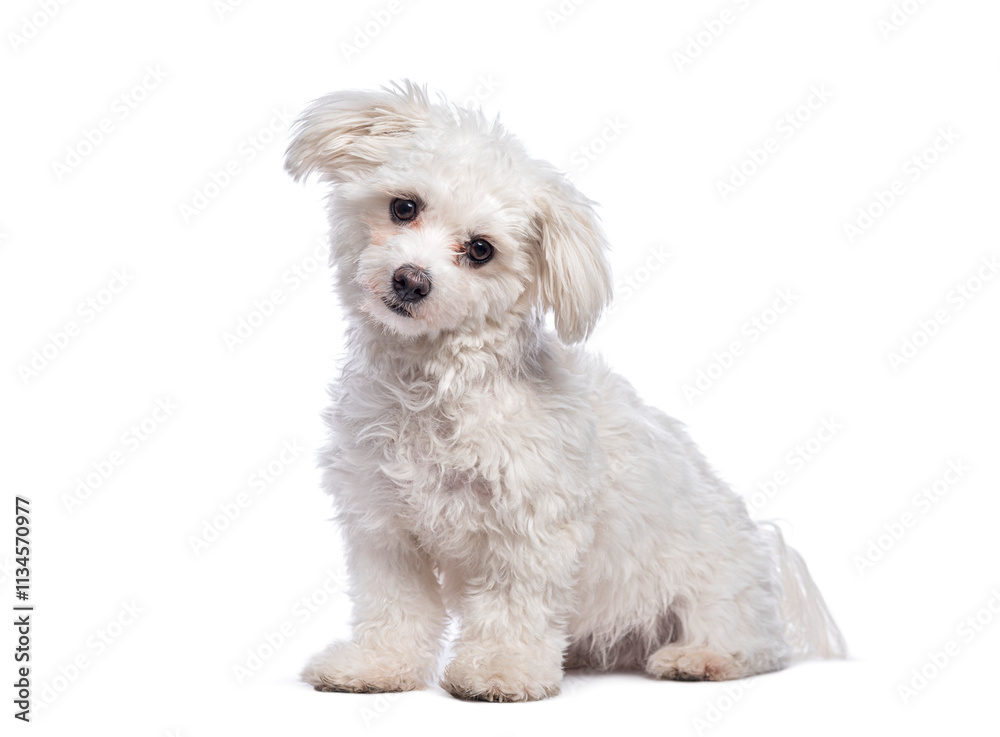 Cute white mixed breed dog sitting and posing on white background Cute white mixed breed dog sitting and posing on white background