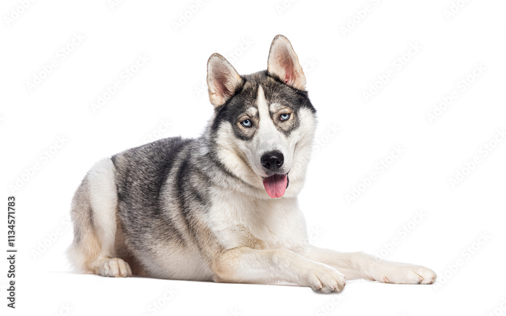 Fototapeta premium Siberian husky dog lying down and panting on white background