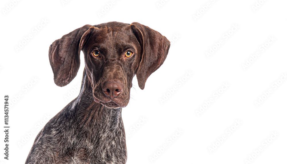 German shorthaired pointer dog posing on white background German shorthaired pointer dog posing on white background