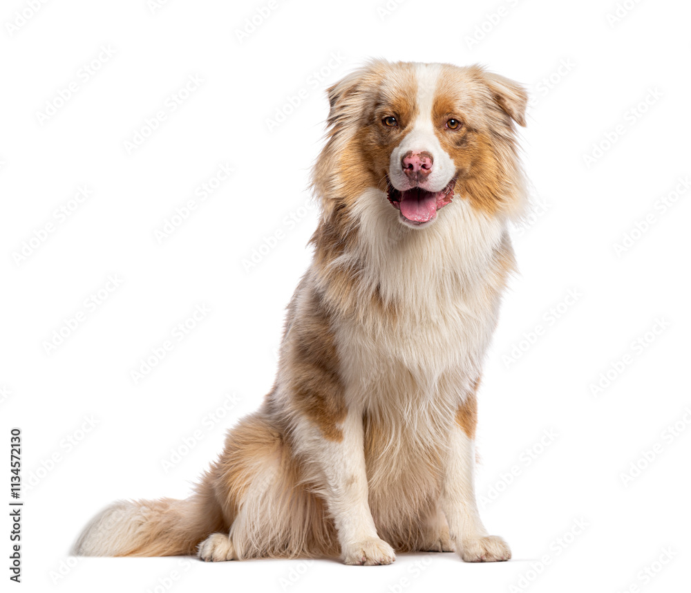Australian shepherd dog sitting and panting on white background